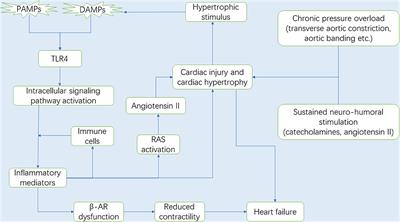 Key Player in Cardiac Hypertrophy, Emphasizing the Role of Toll-Like Receptor 4